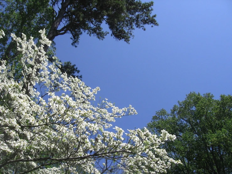 nches of trees with white flowers in bloom, against a blue sky