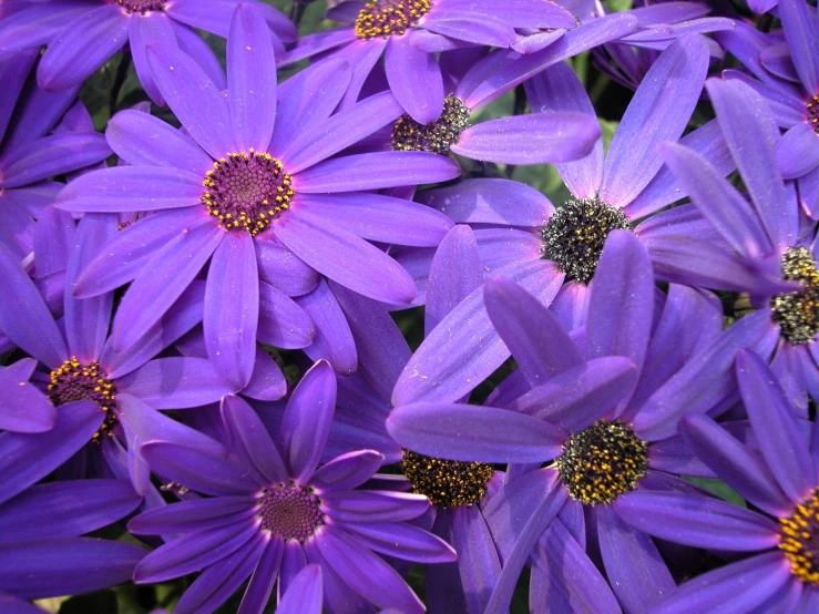 many purple flowers with a yellow center sit together