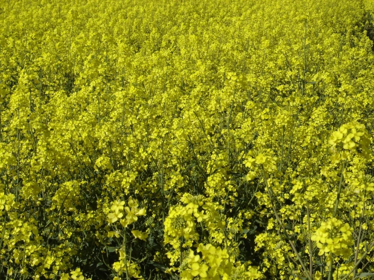 an over head view of a large field of flowers