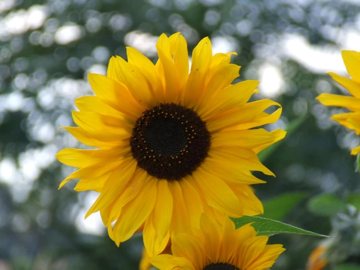 some very pretty yellow sunflowers with leaves