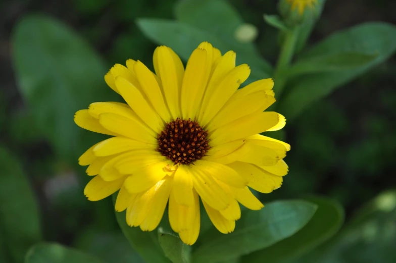 the yellow flower is blooming by itself outside