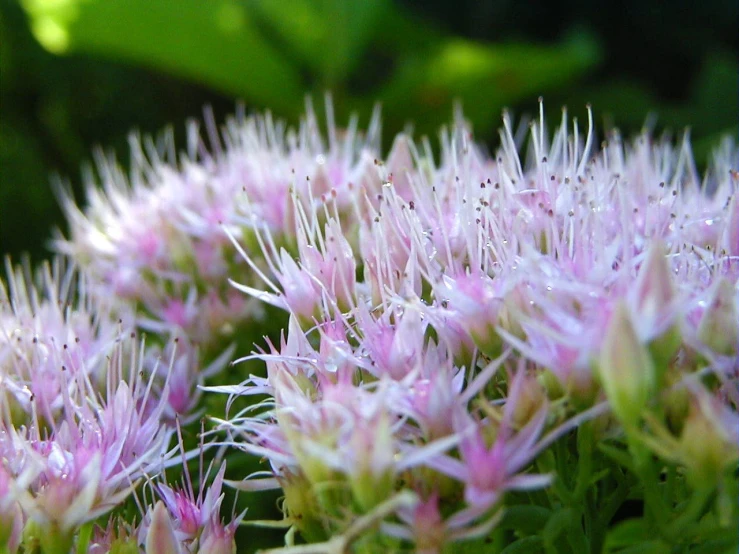 the flower head of this plant is blossoming