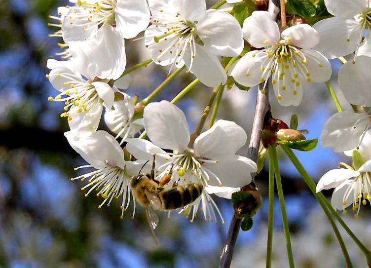 a bee flies to collect nectars from blossoms on a tree