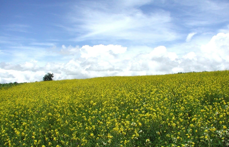 a field full of yellow flowers under a blue sky