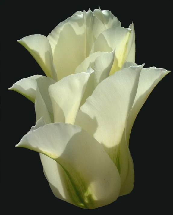 white flowers are growing from the stem