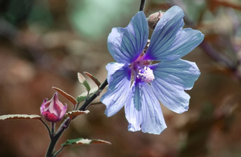 a blue flower is in front of the blurred background