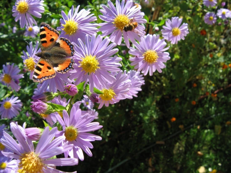 the erfly is perched on the lavender flowers