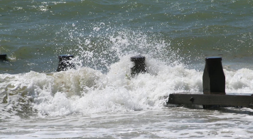 a group of dogs playing in the ocean