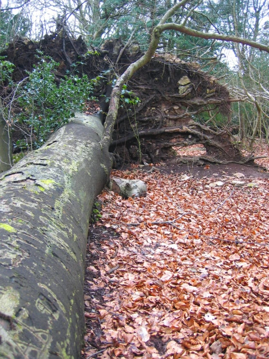 a big old fallen tree that is laying in the woods