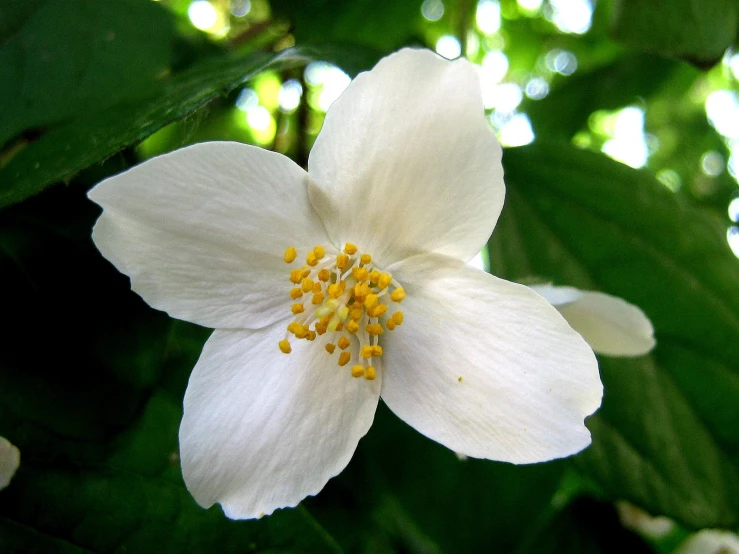 a close up of a white flower with leaves in the background