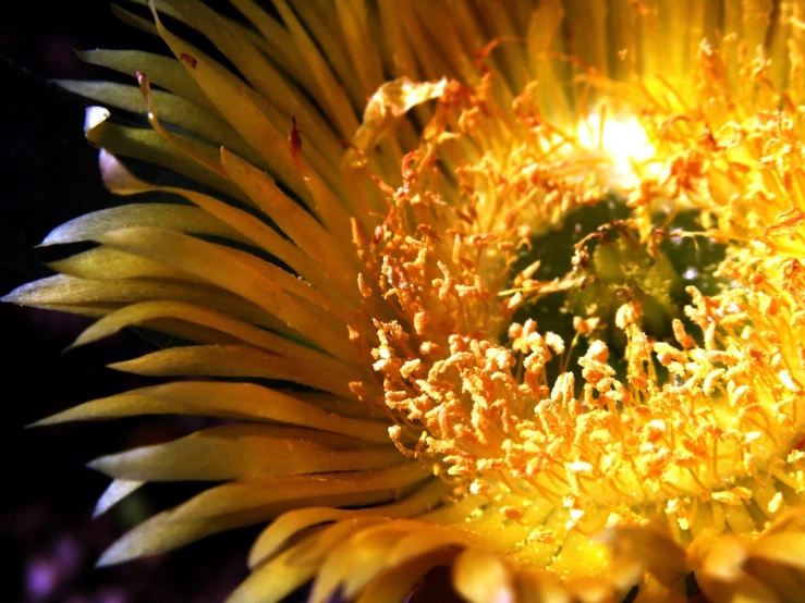 the sun shines through a large flower