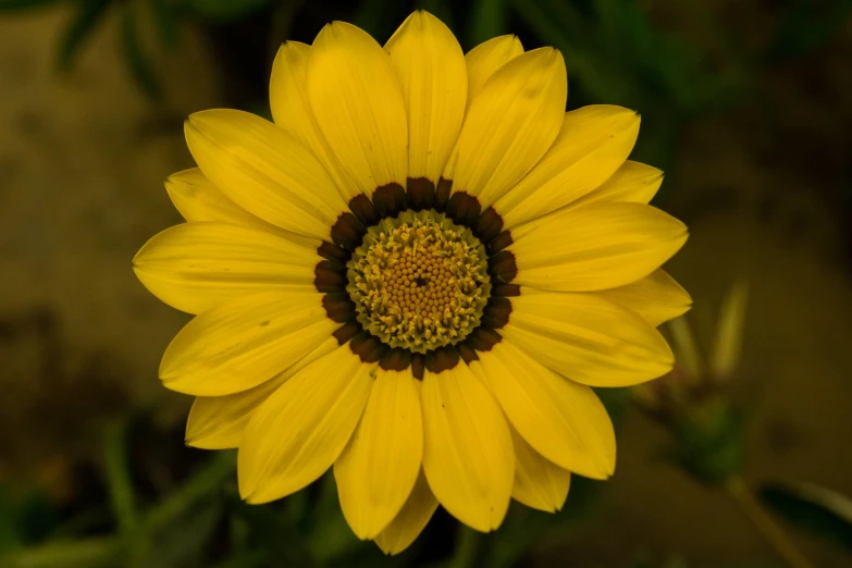 an extremely large yellow flower with a brown center