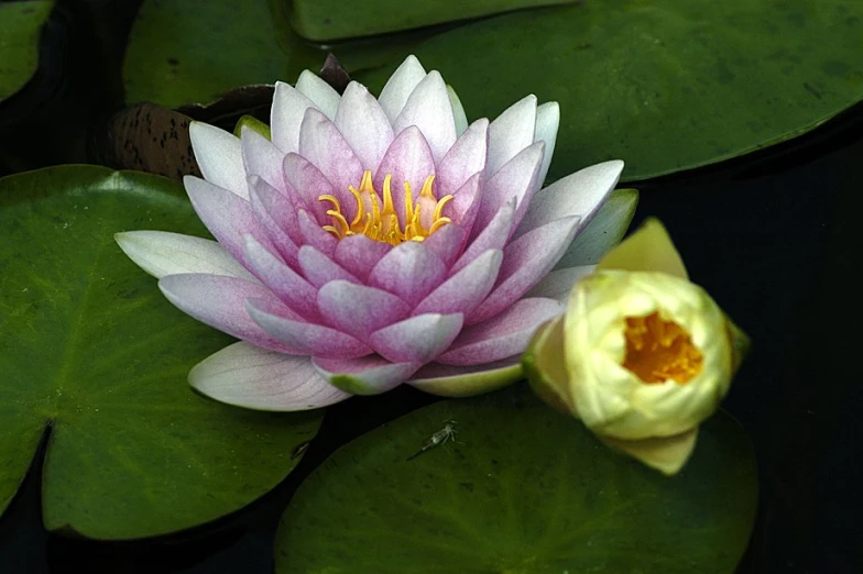 a pink and white flower is surrounded by leaves