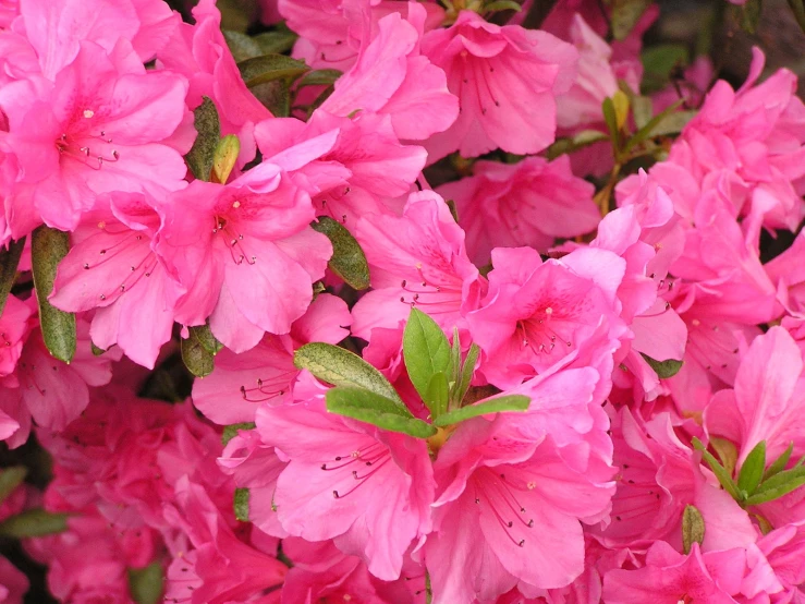 a picture of pink flowers with green leaves