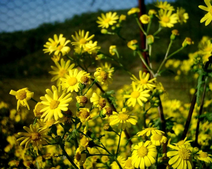 several yellow flowers stand close together near a chain link fence