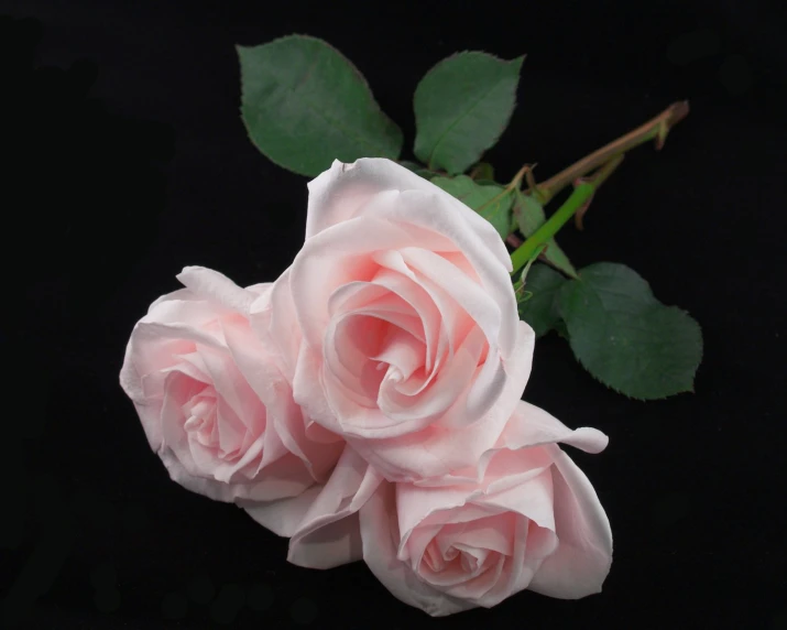 two pink roses against a black background with leaves
