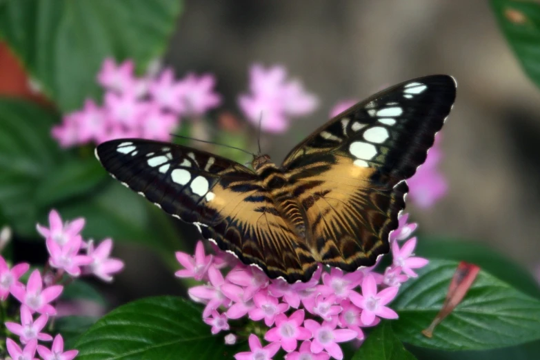 a black yellow and white erfly some pink flowers