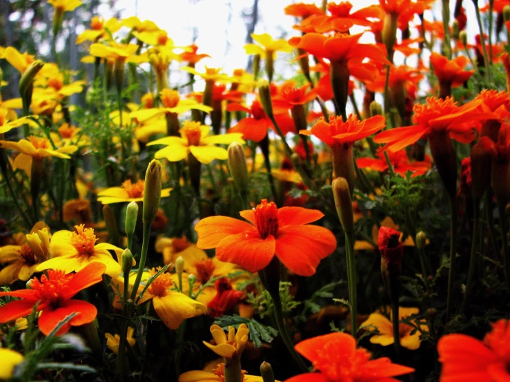orange and yellow flowers growing on an assortment of plants