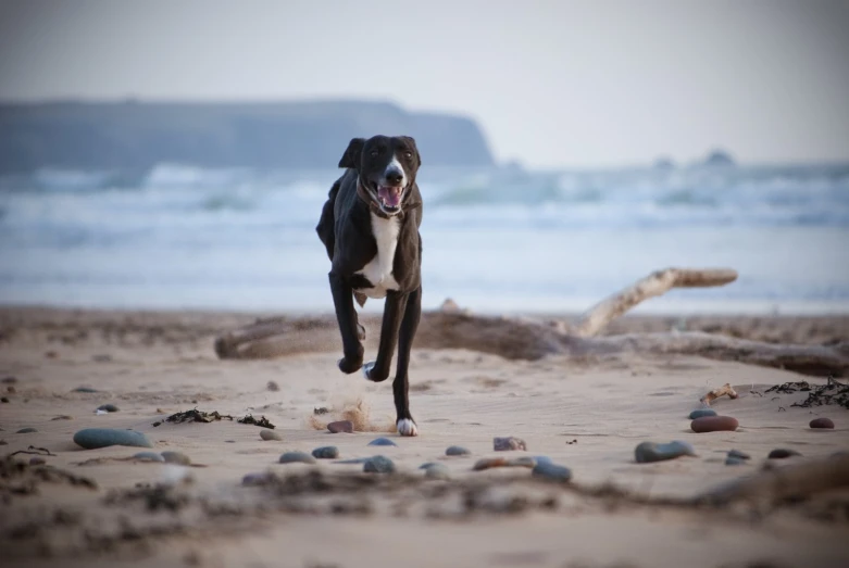 a dog running through the sand on the beach