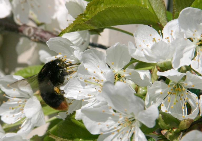 a bum on the white flowers and some leaves