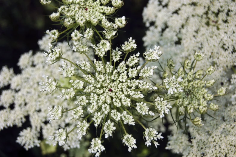 some pretty white flowers are blooming in the sunlight