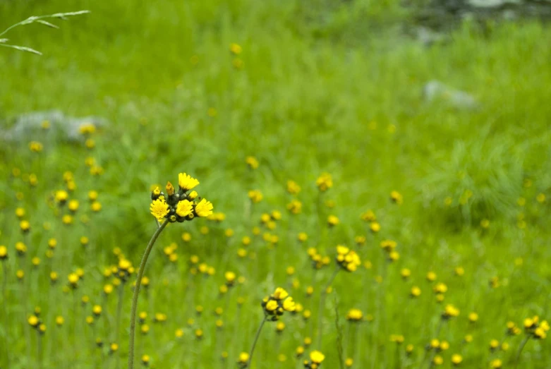 the small yellow flowers are next to the tall grass