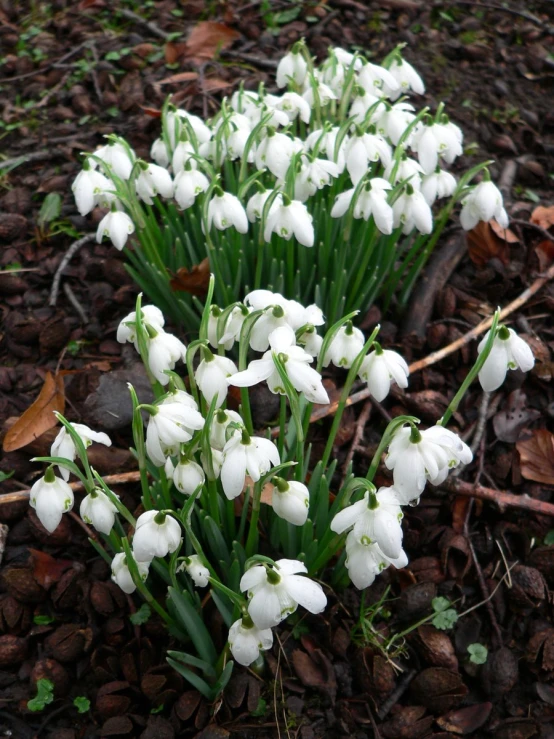 snowdrops blooming in the winter sun