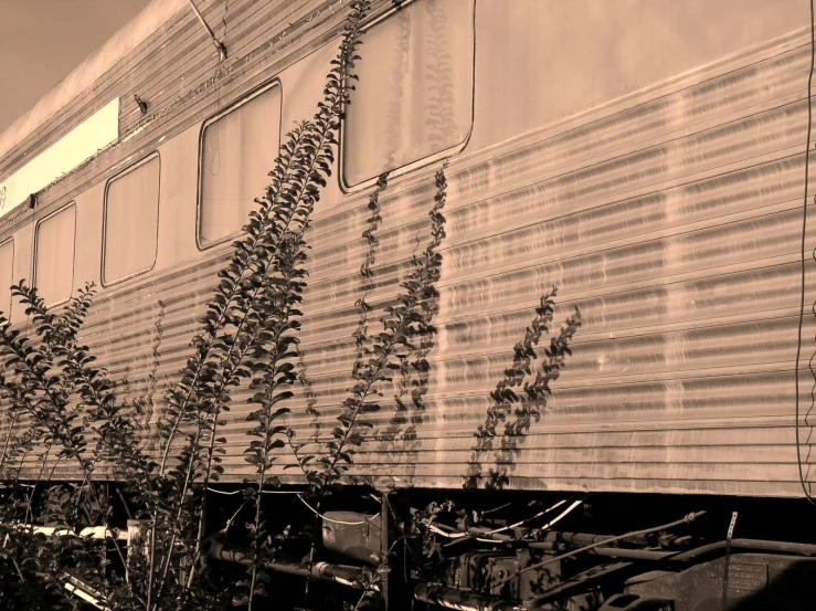 black and white image of green plants on a train