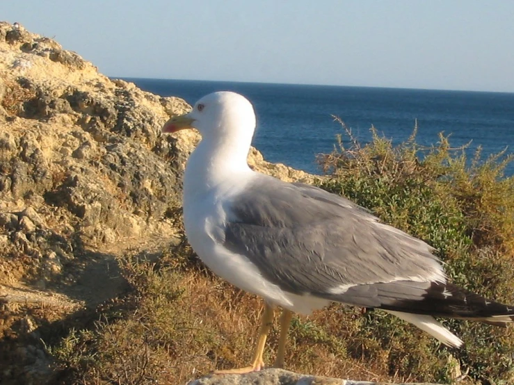 a seagull sitting on top of a rock by the water