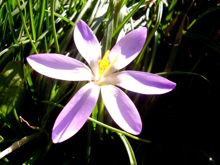 a single purple flower sitting on top of grass