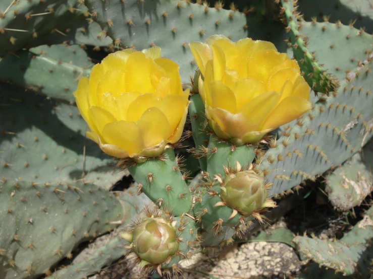 two yellow flowers on the back of a cactus