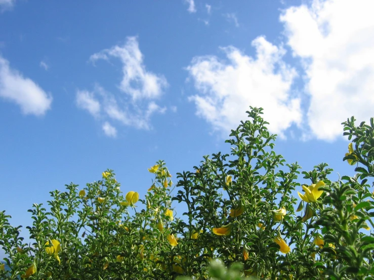 orange trees and a clear blue sky with puffy clouds