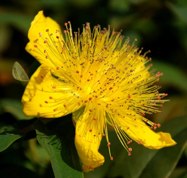 the yellow flower has lots of buds in it