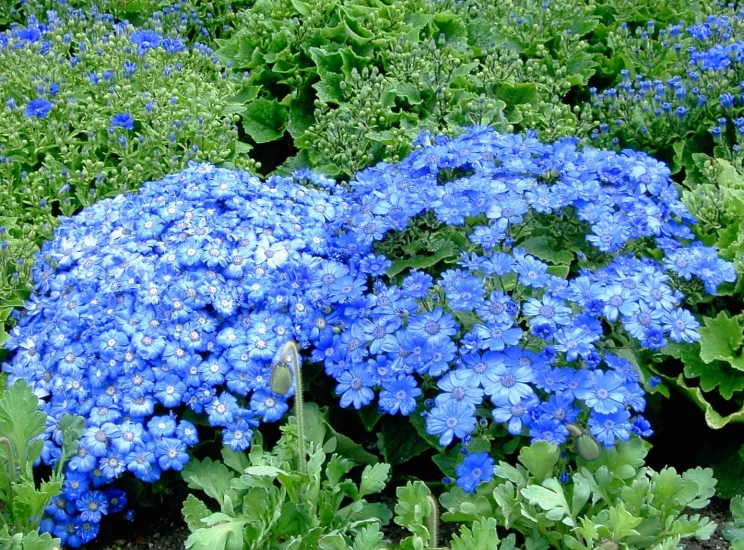 blue flowers are growing in the ground