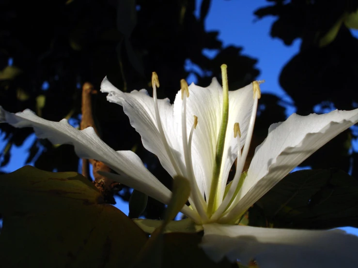 a white flower with green leaves in front of the sun