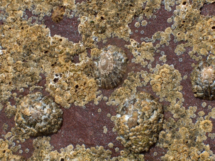 there is a red background with white and brown rocks