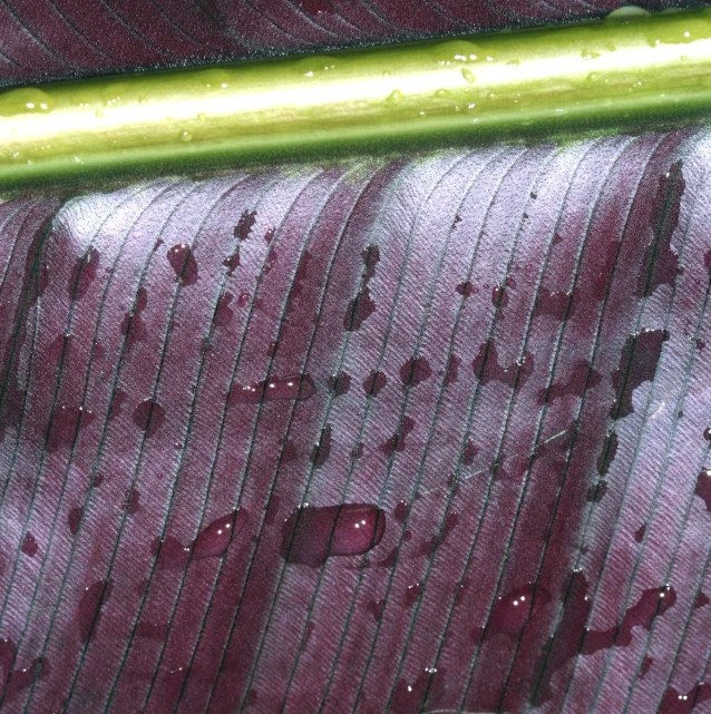 an umbrella with raindrops on it