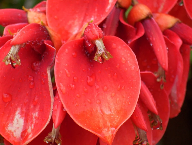 red flowers in the center of water droplets