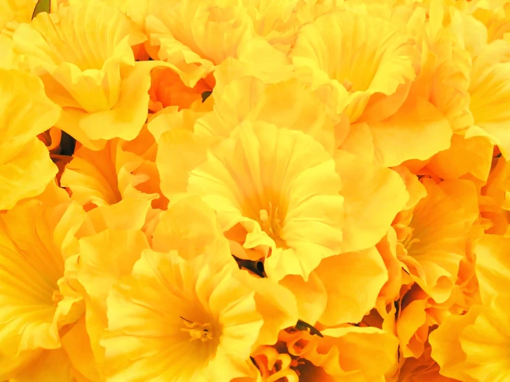 large yellow flowers are in close up color