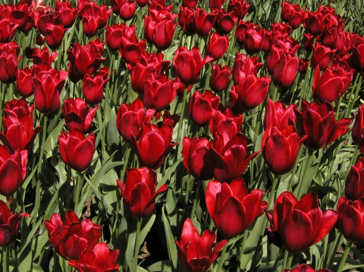 the field of tulips are red and very green