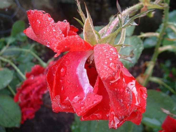 the budding of a flower is full of water droplets