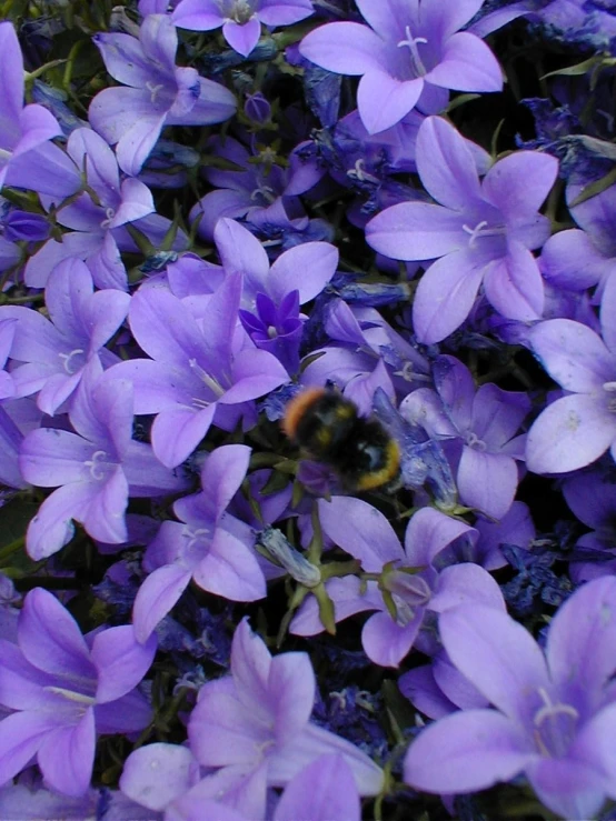 a large group of lavender flowers with a bee on it