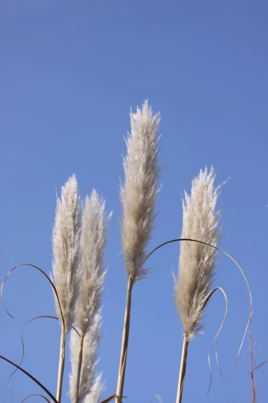 several white fluffy grass blowing in the breeze