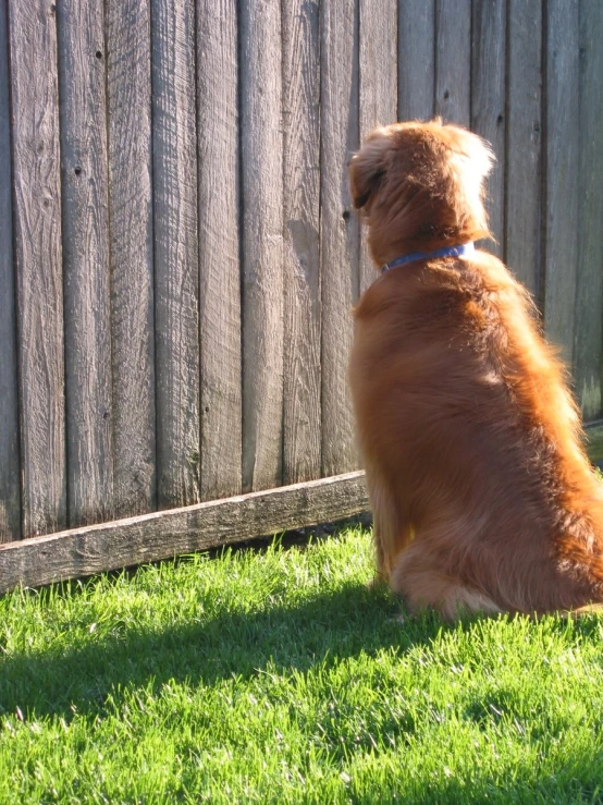 an orange dog standing next to a wooden fence