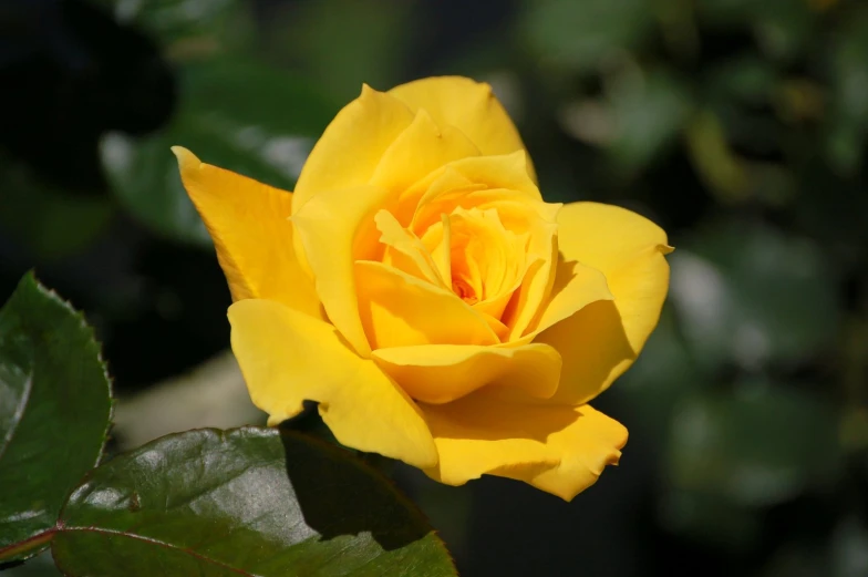 the large yellow rose has leaves on it