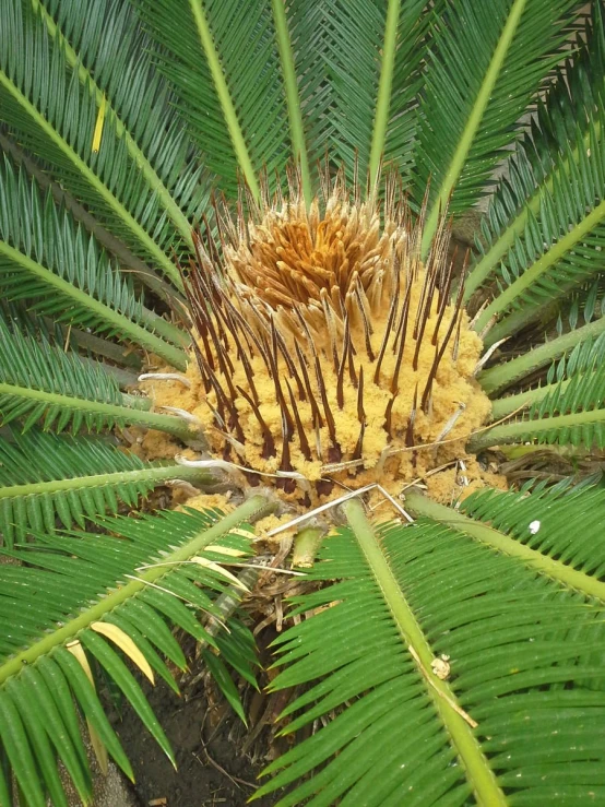 a plant in the middle of green leaves