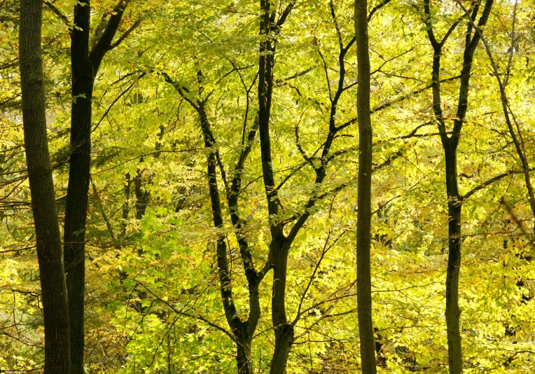 yellow trees in an autumn forest on a sunny day