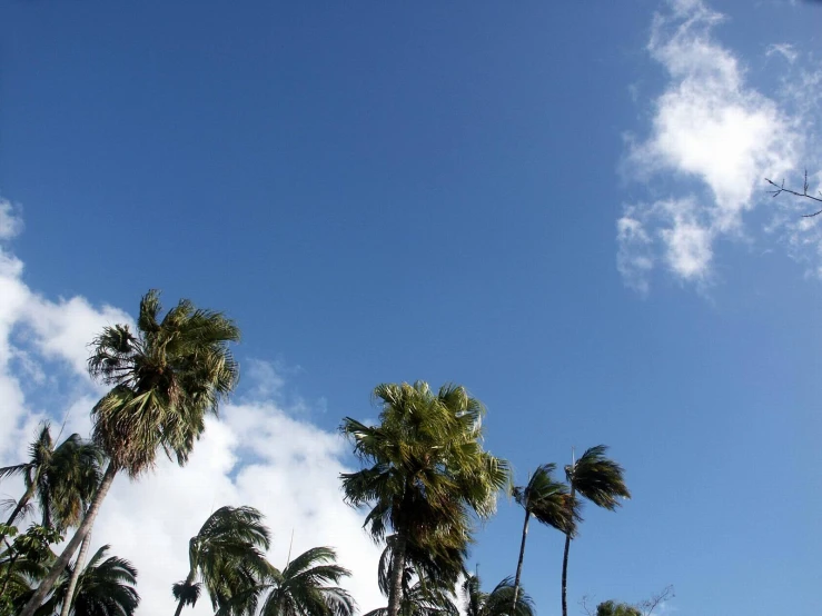 palm trees and cloudy blue sky in daylight