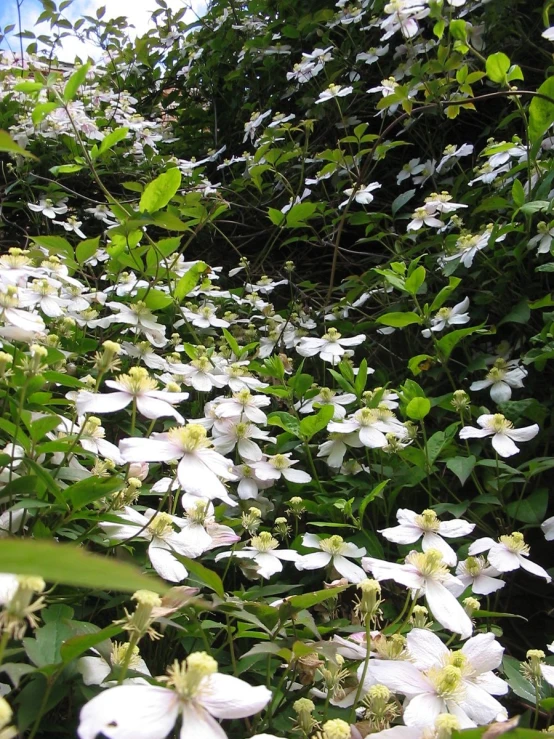 white flowers growing in the middle of a forest