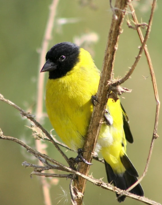 a bird that is sitting on a tree nch